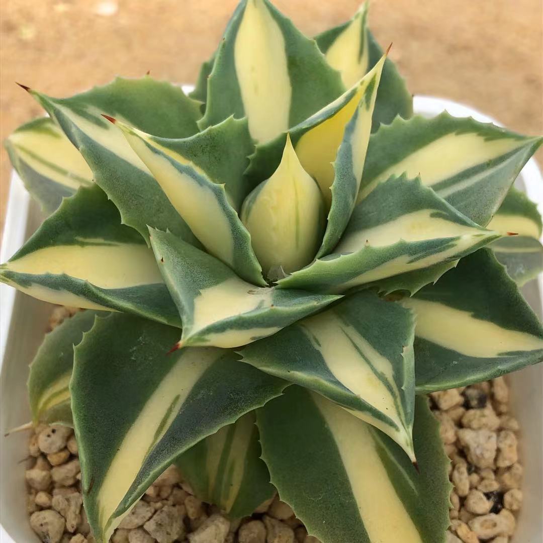 Agave – ChinaHaworthia