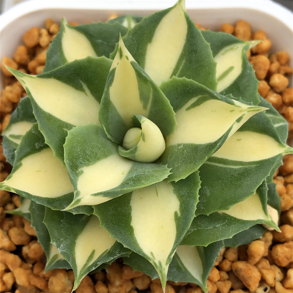 Agave Isthmensis 'Hoi Raiz' – ChinaHaworthia