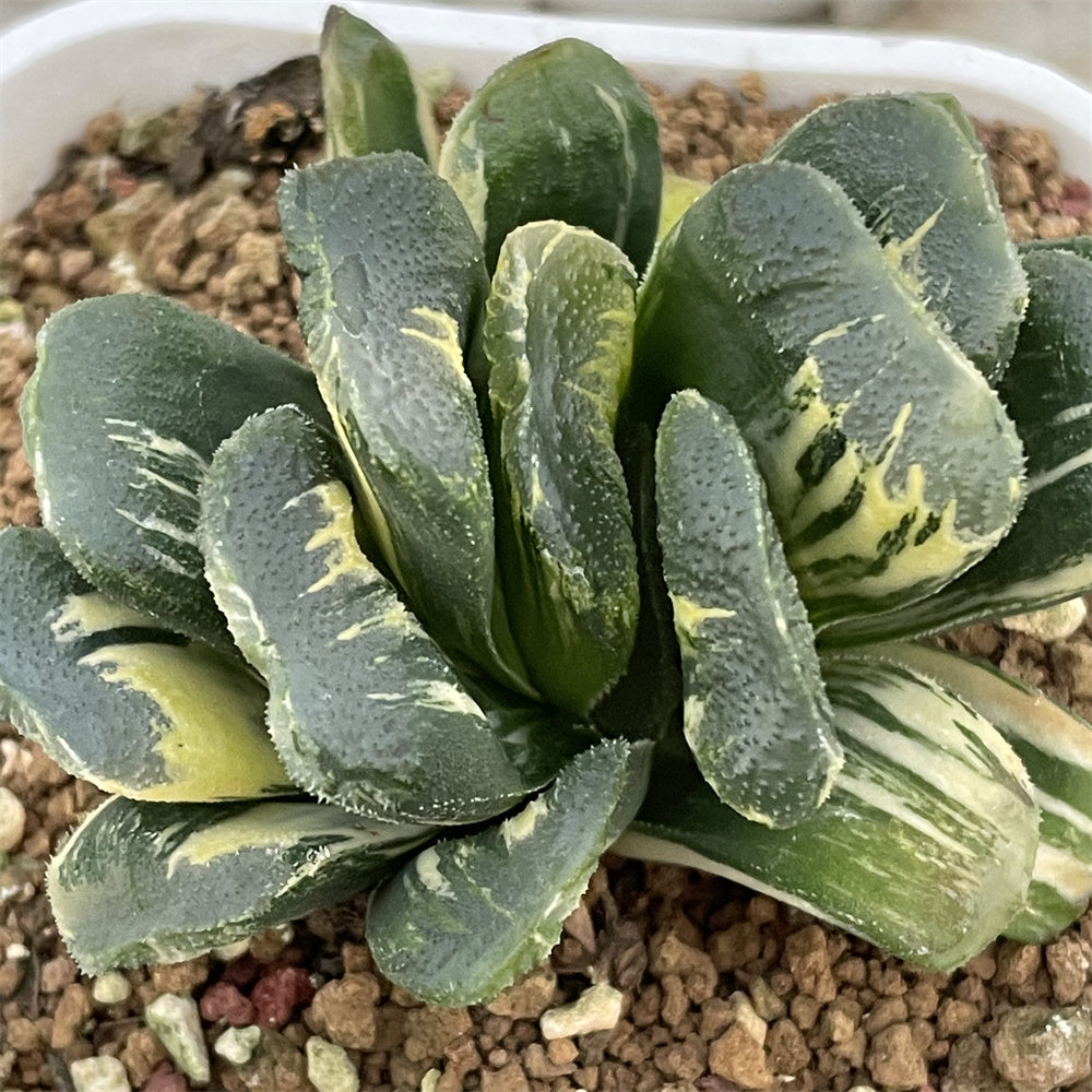 Haworthia Seiko Dark Variegated ChinaHaworthia