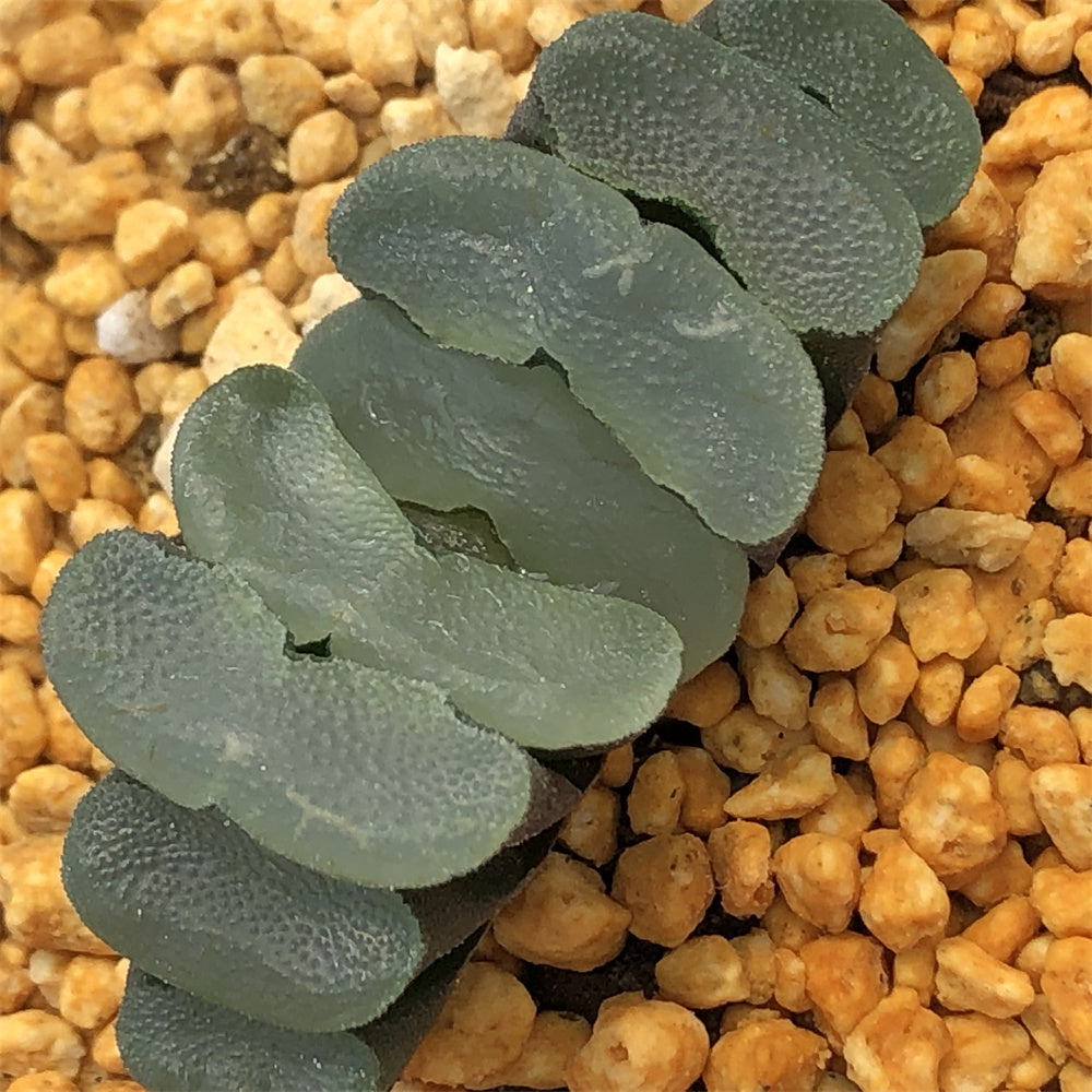 Haworthia 'Sakai offers super lens'