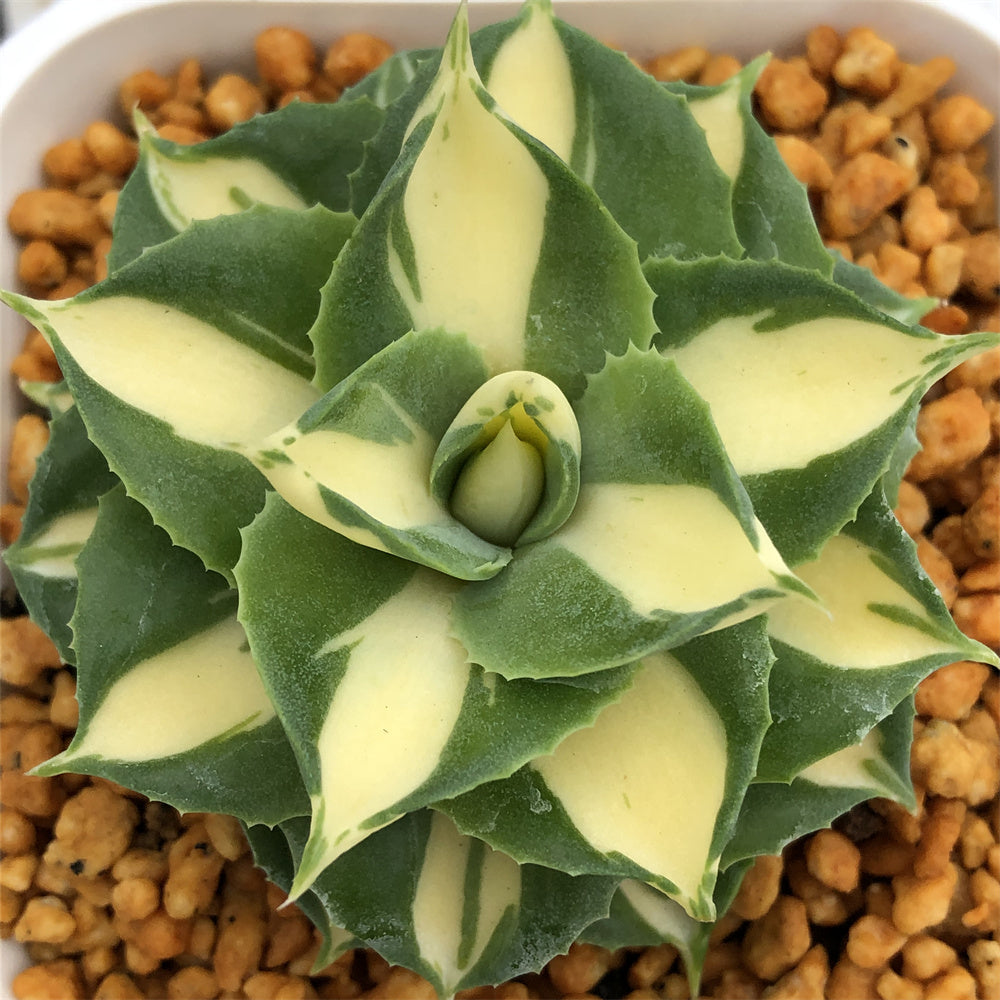 Agave Isthmensis 'Hoi Raiz' – ChinaHaworthia