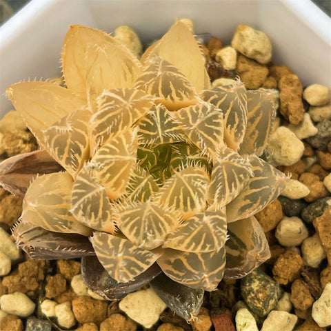 Haworthia Autumn Memorial Reverse Variegated