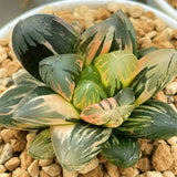 Haworthia Obtusa Black Grape Medium Size