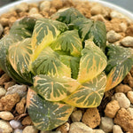 Haworthia Obtusa Hybrid Variegated Plant from seeds