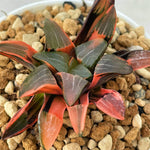 Haworthia Correcta Ice Surface Variegated