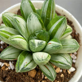 Haworthia Miho White Variegated Rare Type