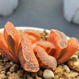 Haworthia Truncata Ukimo Reverse Variegated