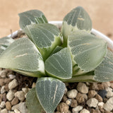 Haworthia Big Leaf Pygmaea Variegated