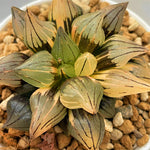 Haworthia Watermelon Variegated Big Size