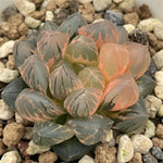 Haworthia Obtusa Dragon Claw Variegated smaller size