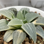 Haworthia Blue Pygmaea Variegated Big Size