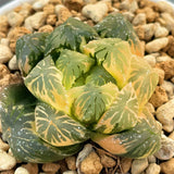 Haworthia Obtusa Hybrid Variegated Plant from seeds