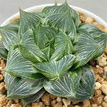 Haworthia Sansenjou White Variegated Size M