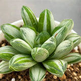 Haworthia Miho White Variegated Rare Type