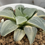 Haworthia Blue Pygmaea Variegated Big Size