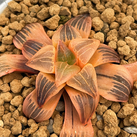 Haworthia Atrofsca Reverse Variegated