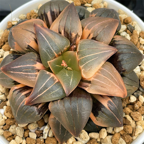 Haworthia Atrofsca Variegated big size