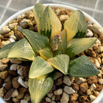 Haworthia Atrofsca X Pygmaea Mutant Variegated