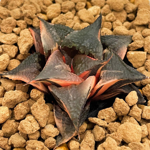 Haworthia Badia Hakuhou Variegated