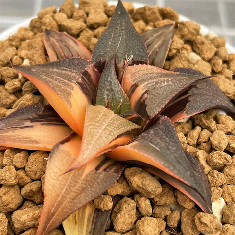 Haworthia Badia Matenrou Variegated