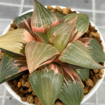 Haworthia Badia Ray Sands Variegated