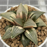 Haworthia Wild Goose Variegated