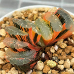 Haworthia Truncata cv. Midori no Shima x Truncata Best Blue variegated