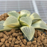 Haworthia Pygmaea Reverse Variegated