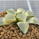 Haworthia Pygmaea Reverse Variegated