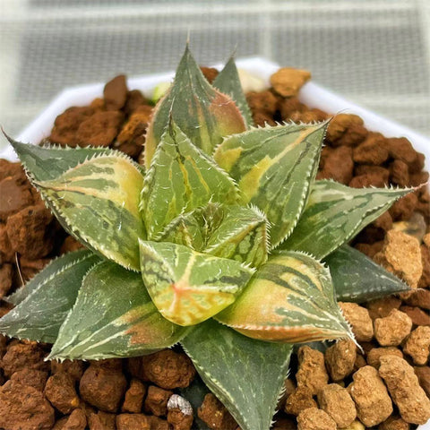 Haworthia Black Angel Variegated