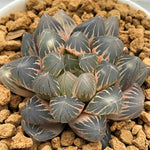 Haworthia Black Ob RV