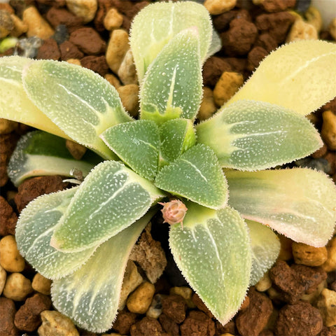 Haworthia Blue Pygmaea RV Reverse Variegated