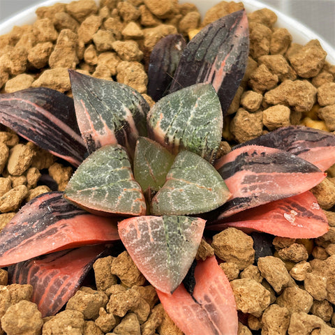 Haworthia Brocade Variegated