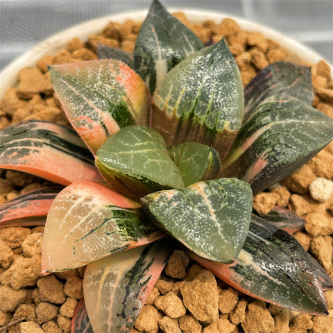 Haworthia Brocade Variegated