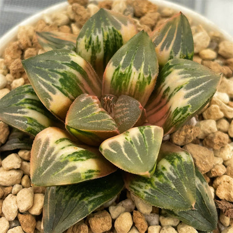 Haworthia Badia Bull Dog Variegated