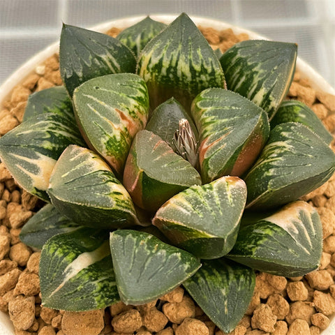 Haworthia Bull Dog Variegated