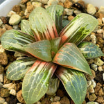 Haworthia Ikeda Moon Shadow Variegated