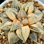 Haworthia Picta Cobra Variegated Big Size