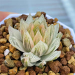 Haworthia Cooperi var. Leightonii Reverse Variegated