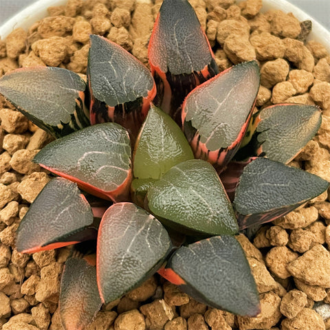 Haworthia Correcta Cupid Variegated