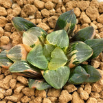 Haworthia Correcta Dreamy Island Variegated