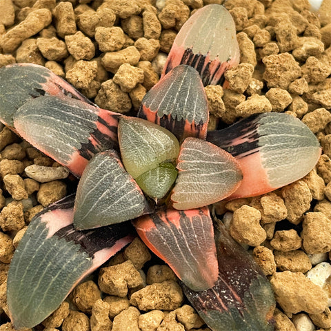 Haworthia Correcta Hetian NO. 1 Variegated