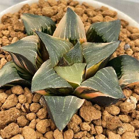 Haworthia Correcta Ohunabara Variegated