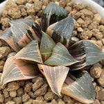 Haworthia Correcta Ohunabara Variegated