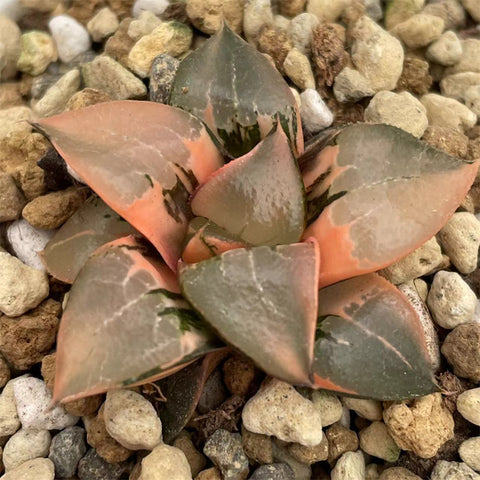 Haworthia Correcta Variegated