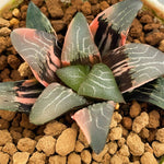 Haworthia Correcta Variegated