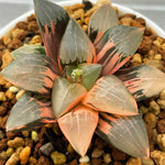 Haworthia Correcta Variegated Plant from offsets