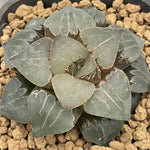 Haworthia Correcta Hybrid Plant from seeds