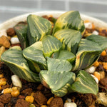 Haworthia Correcta Variegated Plant from Offsets