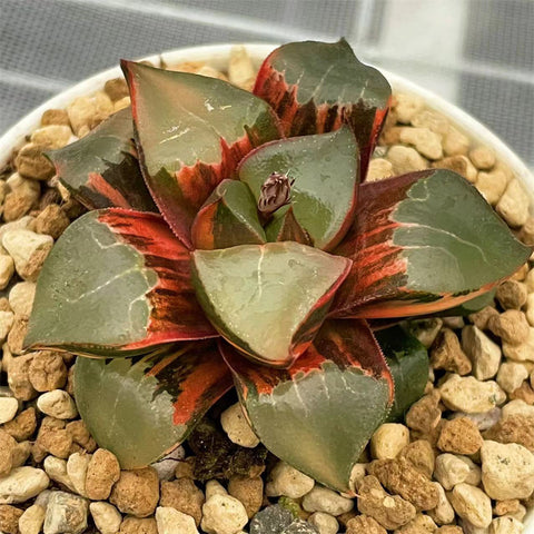 Haworthia Correcta Variegated